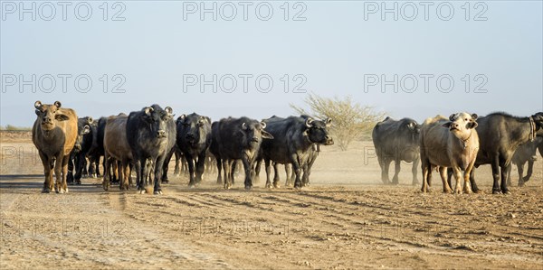 Herd of cows