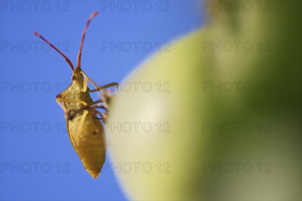 Green Green shield bug (Palomena prasina)