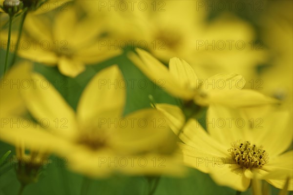 Tick seed (Coreopsis verticillata)