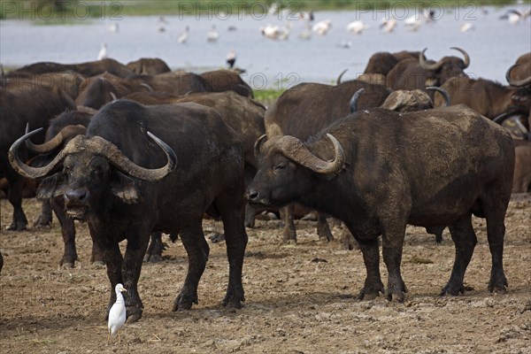 Cape buffalo (Syncerus caffer) herd and cattle egret (Bubulcus ibis)