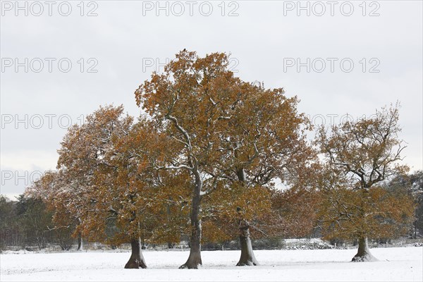 English oaks (Quercus robur) covered with hoarfrost and snow