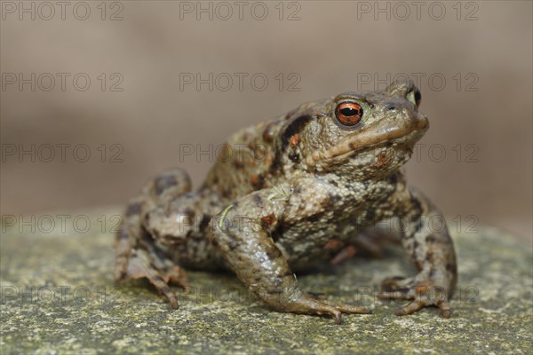 Common toad (Bufo bufo)