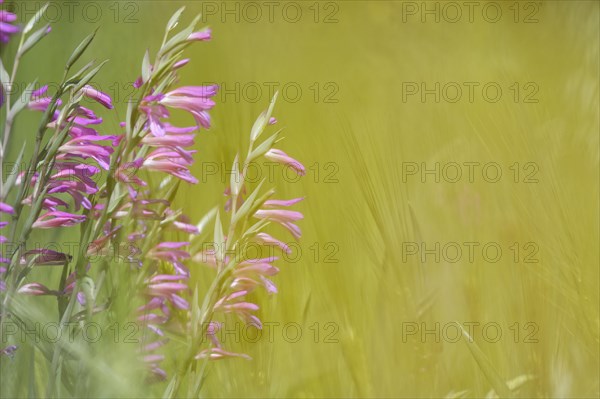 Wild gladiolus (Gladiolus illyricus)