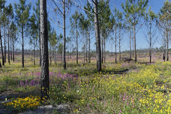 Former forest fire area