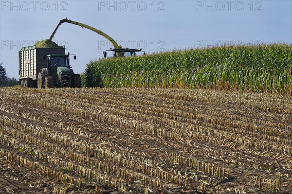 Mechanical maize harvest