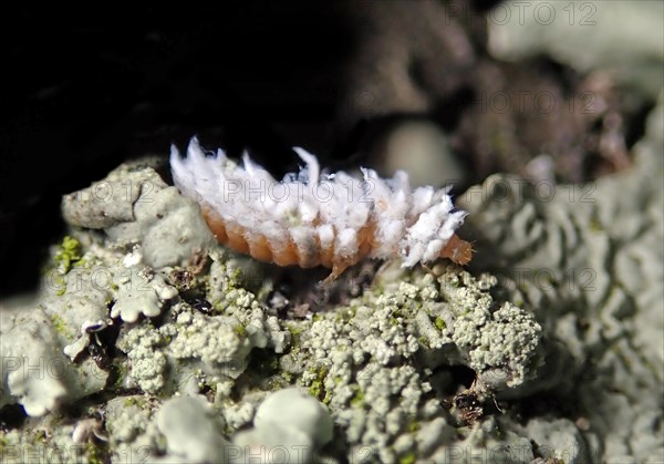 Dry grassland dwarf ladybird (Scymnus frontalis) larva