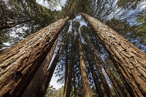 Giant sequoia (Sequoiadendron giganteum)