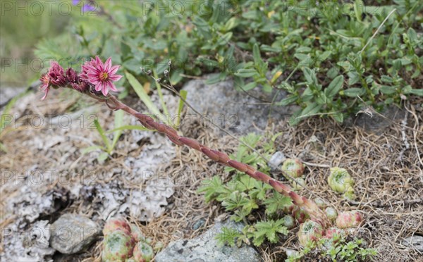 Cobweb houseleek (Sempervivum arachnoideum) Parco naturale della Val Troncea