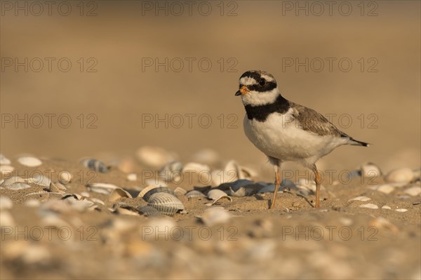 Ringed plover (Charadrius hiaticula)