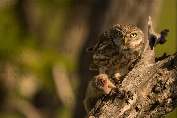 Little owl (Athene noctua) with gopher