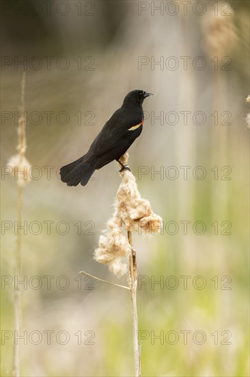 Red-winged black bird (Agelaius phoeniceus)