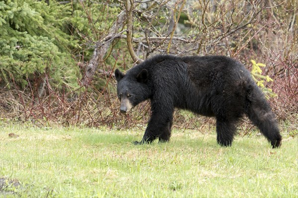 American Black Bear