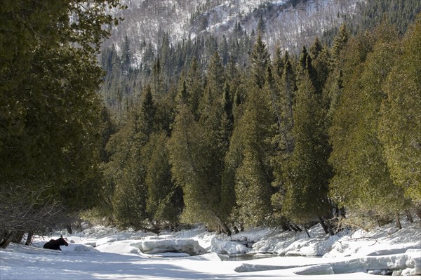 Moose resting on snow near the river