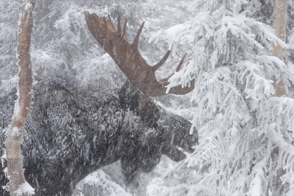 Elk