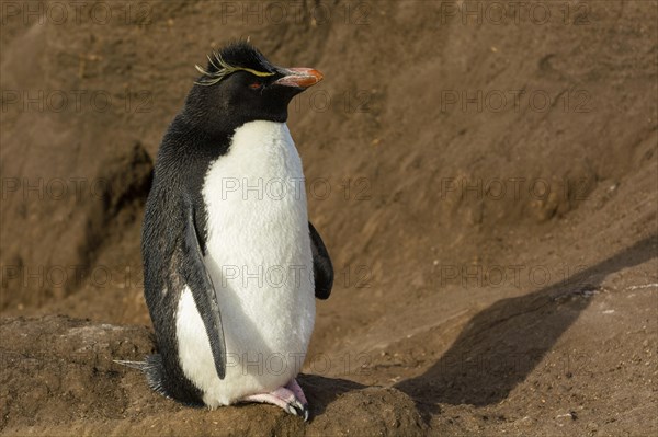 Saunders Island