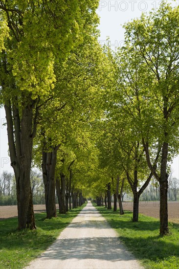 Broadleaf (Tilia platyphyllos) lime trees