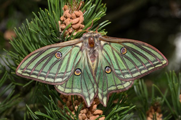 Spanish moon moth (Graellsia isabellae)