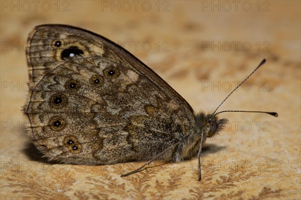 Wall brown (Lasiommata megera)