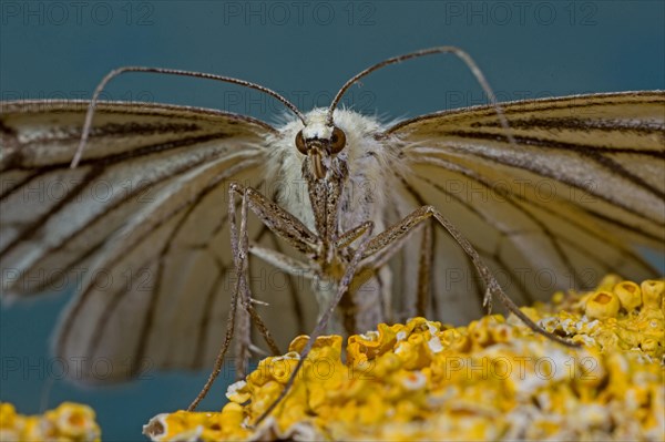 Black-veined moth (Siona lineata)