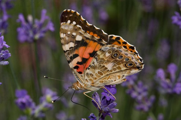 Painted lady (Vanessa cardui)