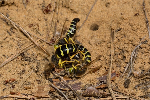 Sand (Bembix rostrata) wasps