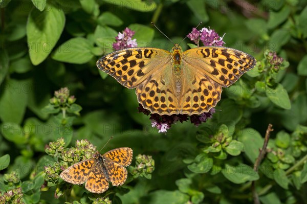 Silver spotted fritillary (Argynnis paphia)