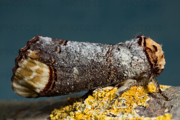 Buffalo head (Phalera bucephala)