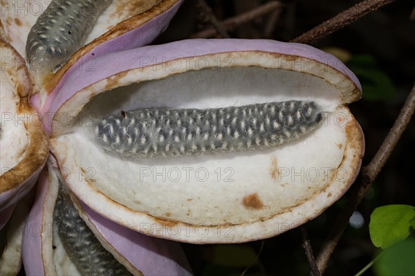 Chocolate (Akebia quinata) vine