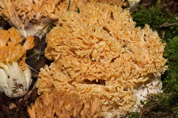 Orange Coral Mushroom (Ramaria largentii)