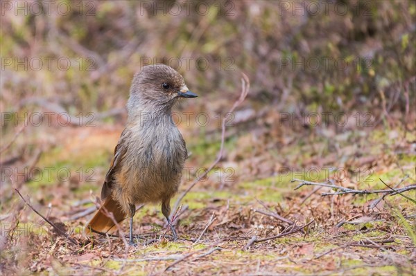 Siberian Jay (Perisoreus Infaustus)