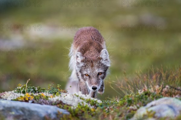 Arctic fox (Vulpes lagopus)