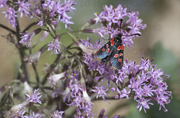 Zygaena carniolica (Zygaena carniolica virginea) Val Troncea nature park Park