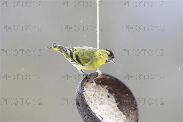 Male Eurasian siskin (Spinus spinus) at feeding place