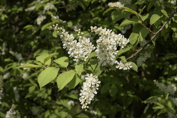 Prunus padus (Prunus padus L.) Witzenhausen