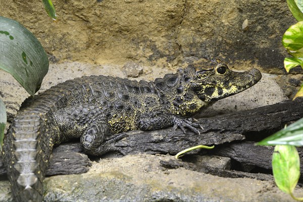 Dwarf crocodile (Osteolaemus tetraspis)