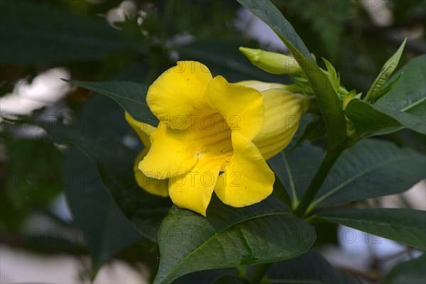 Shrub Allamande (Allamanda schottii) Occurrence South America