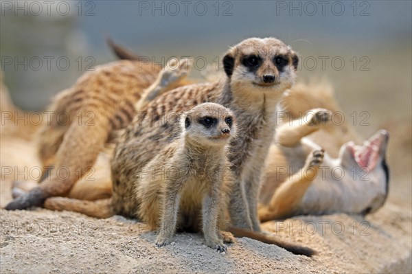 Meerkat (Suricata suricatta)