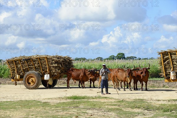 Oxcart