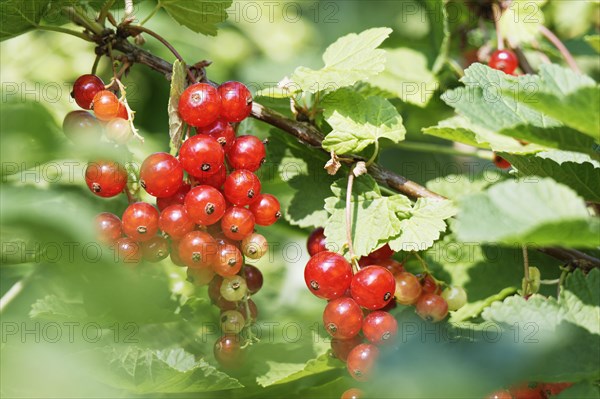 Fruits of the currant (Ribes rubrum)