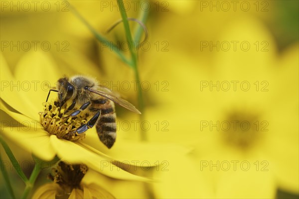 Honey bee (Apis mellifera) on tick seed (Coreopsis verticillata)