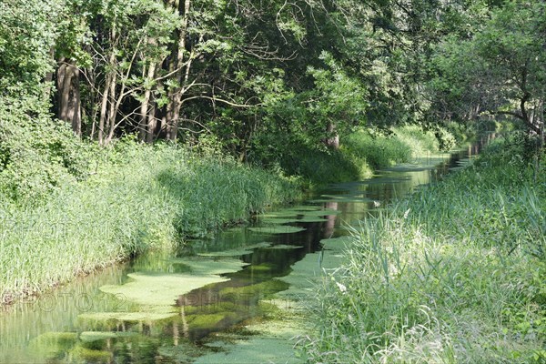 Watercourse through red alder scrub forest (Alnus glutinosa)