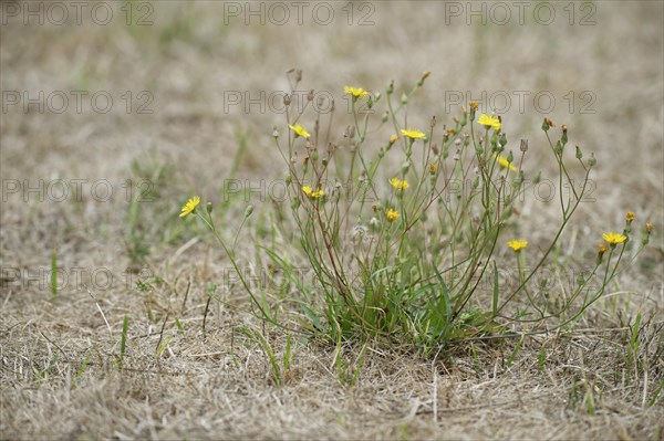 Autumn dandelion (Leontodon autumnalis)