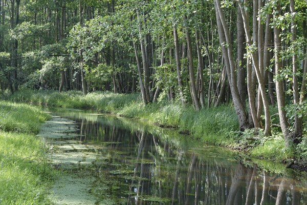 Watercourse through red alder scrub forest (Alnus glutinosa)