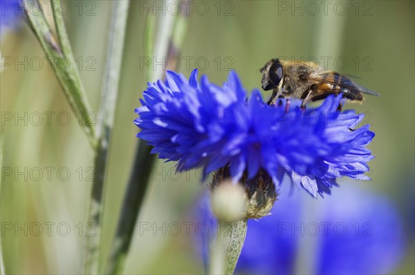 Drone fly (Eristalis tenax) on a cornflower (Centaurea cyanus)