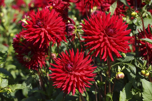 Cactus dahlia