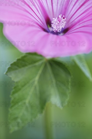 Cup mallow (Malva trimestris)