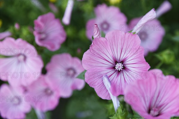 Cup mallow (Malva trimestris)