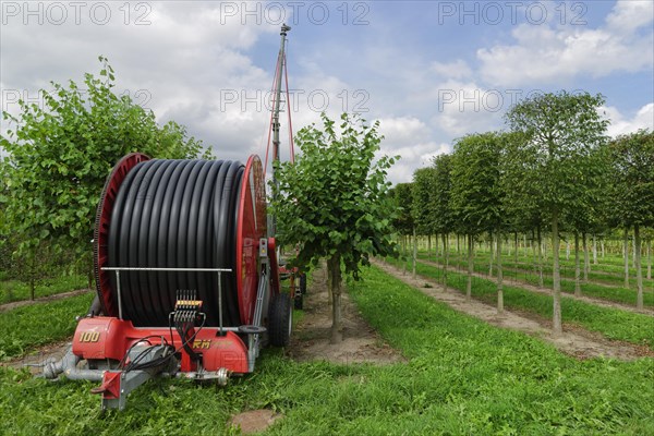 Hose cart in tree nursery