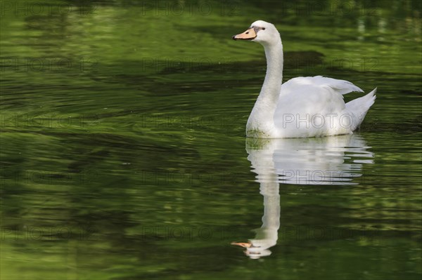 Mute swan (Cygnus olor)
