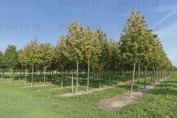 Swedish whitebeam (Sorbus intermedia) in tree farm